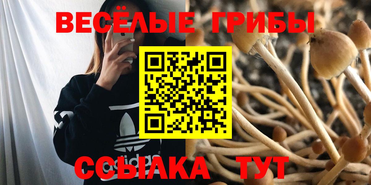 Вольск  Галлюциногенные грибы MAGIC MUSHROOMS  Вход с VPN 